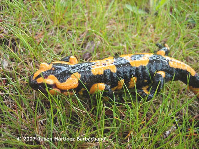 Salamandra salamandra bejarae